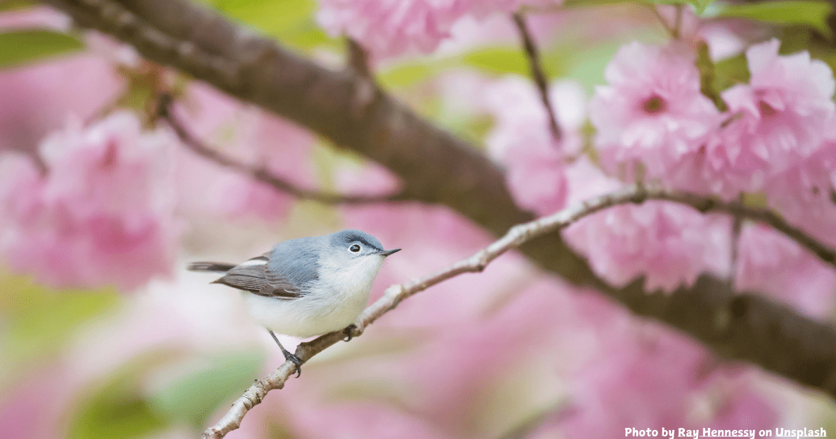 Can Birds Really Teach Us Somethings?