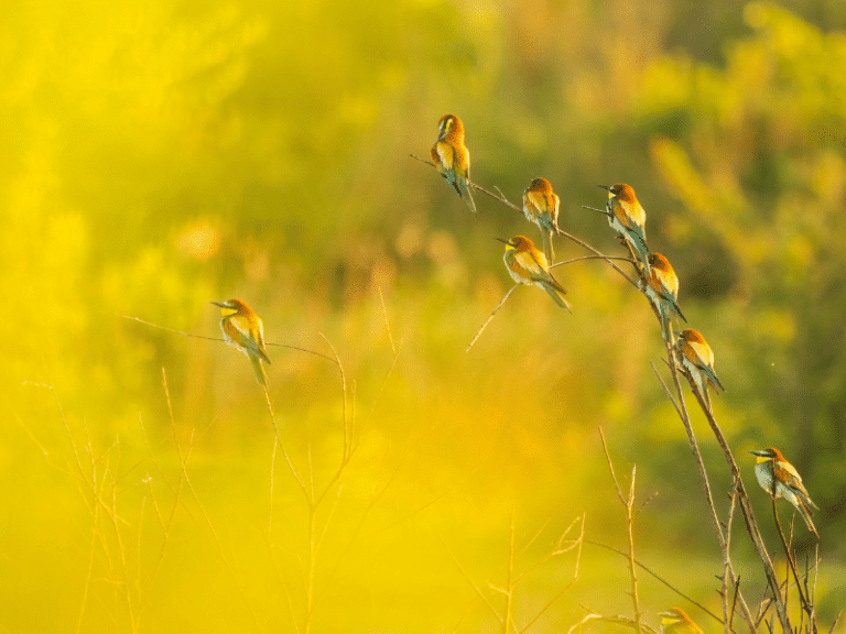 Birds resting on branches in a natural setting, symbolizing relaxation and calmness